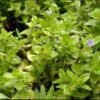 Bacopa caroliniana “Variegata”