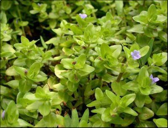 Bacopa caroliniana “Variegata”