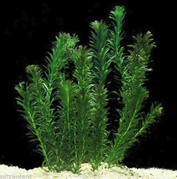 Egeria densa (Elodea) 3 ramos