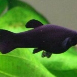 Molinesia Black 2-4cm