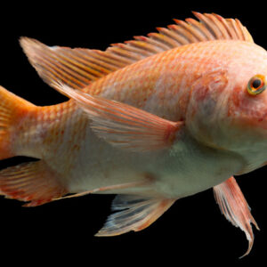Tilapia Saint Peter 3-6cm