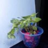 Bacopa caroliniana