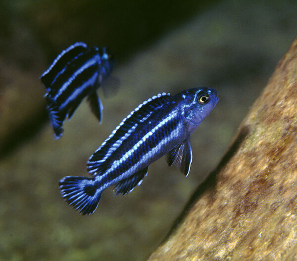 Auratus Azul 3-6cm