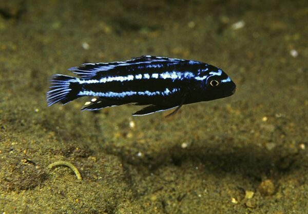 Eletric blue johannii