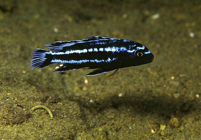 Eletric blue johannii