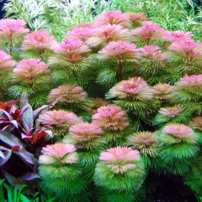Cabomba Furcata 3 ramos