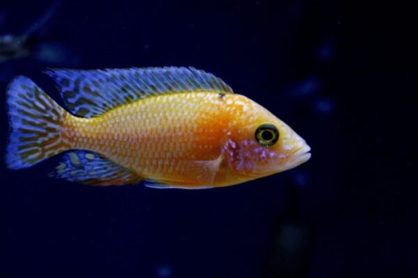 Aulonocara Fire Fish Gold 6-8cm