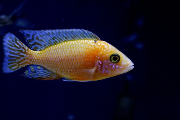 Aulonocara Fire Fish Gold
