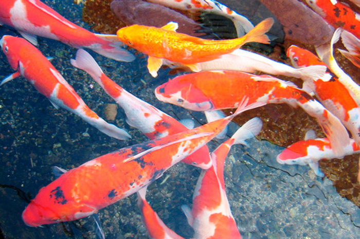 Carpa Colorida