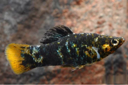 Molinesia Sphenops 2-4cm