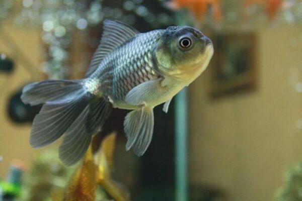 Kinguio Blue Scale 6-9cm