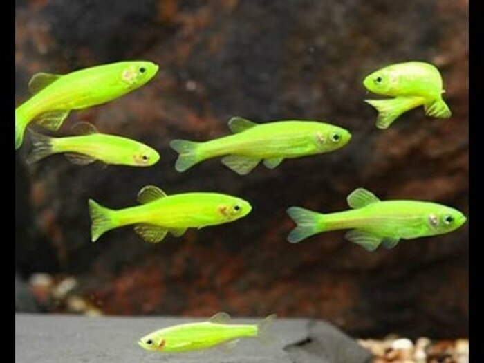 Paulistinha Verde 2-3cm