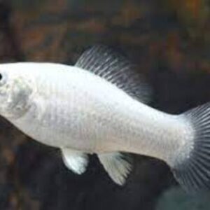 Molinesia Prata 2-4cm