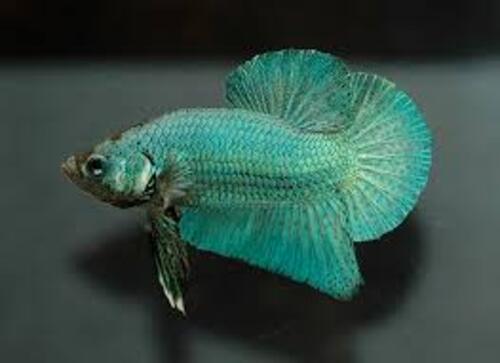 Betta Splendens Fêmea 2-4cm