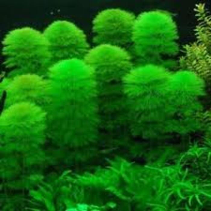Cabomba Caroliniana Verde 3 ramos
