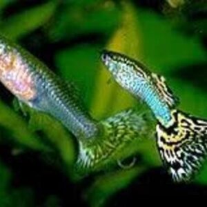 Lebiste Casal 2-4cm