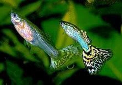 Lebiste Casal 2-4cm
