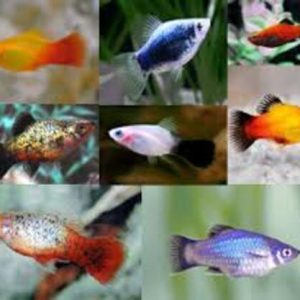 Plati Mix Cor 2-4cm