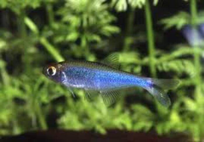 Tetra Azul 3-4cm