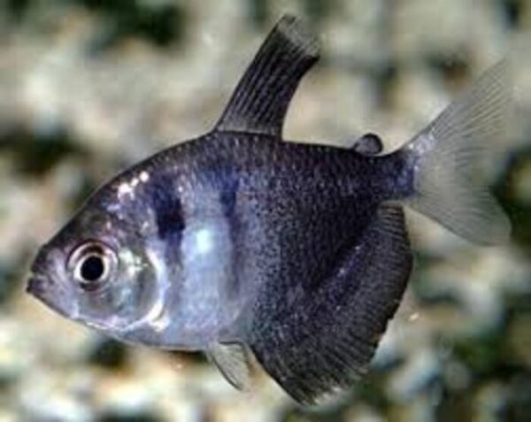 Tetra Negro 3-4cm