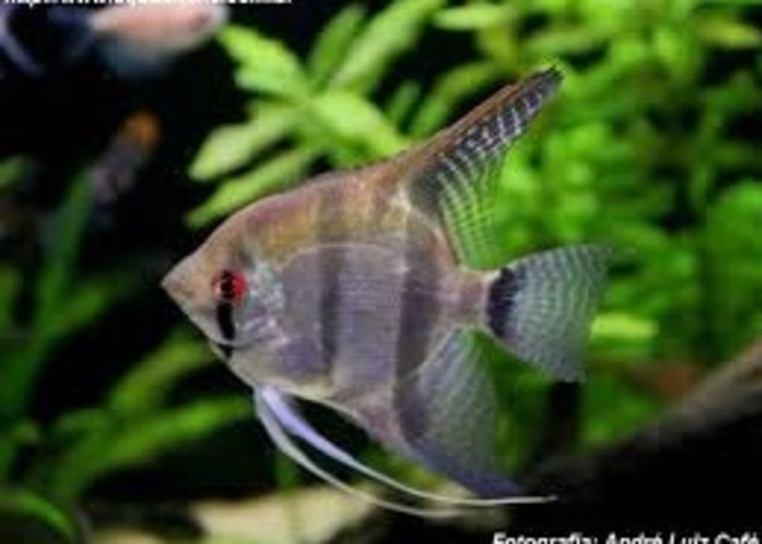 Acara Bandeira "SRD" 3-4cm