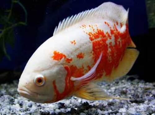 Oscar Tigre Albino 25-30cm