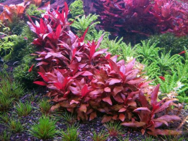 Alternanthera reineckii