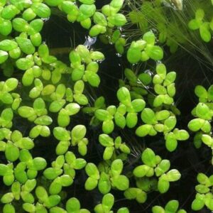 Lemna sp. (Lentilha d'água) porção 5x5