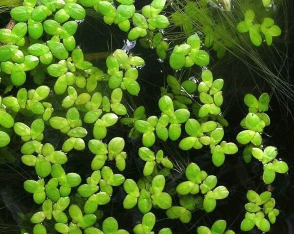 Lemna sp. (Lentilha d'água) porção 5x5