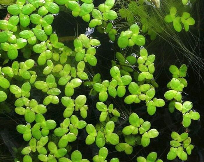 Lemna sp. (Lentilha d'água) porção 5x5