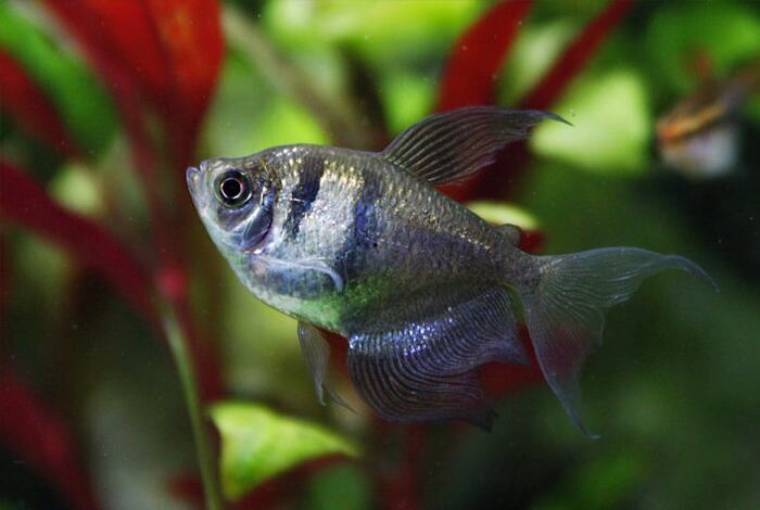 Tetra Negro 3-4cm