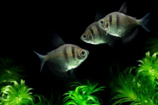 Tetra Negro 3-4cm