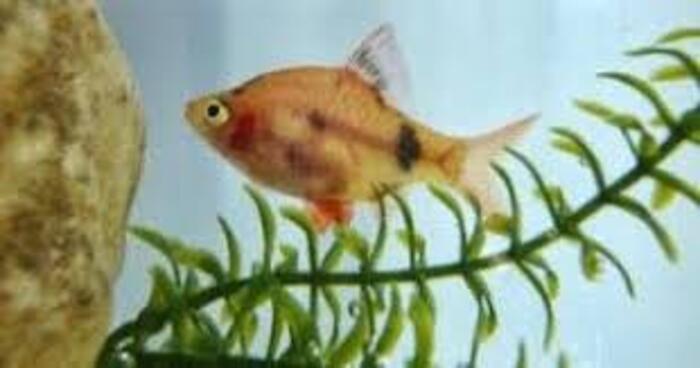 Barbo Sumatra Red 2-4cm
