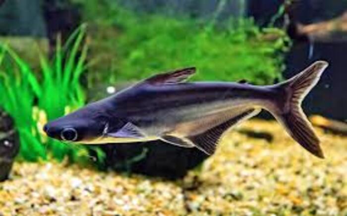 Pangasius 6-9cm