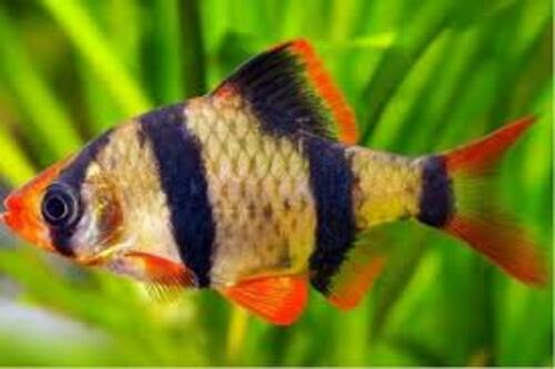 Barbo Sumatra 2-4cm