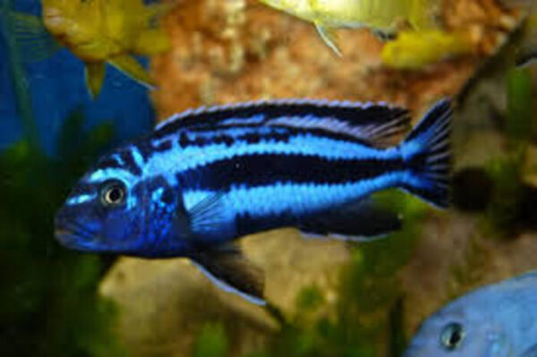Auratus Azul 3-6cm