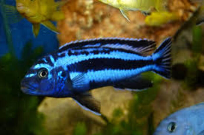 Auratus Azul 3-6cm
