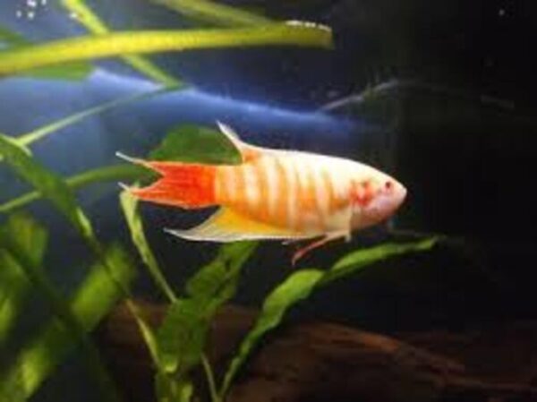 Paraíso Albino 3-5cm