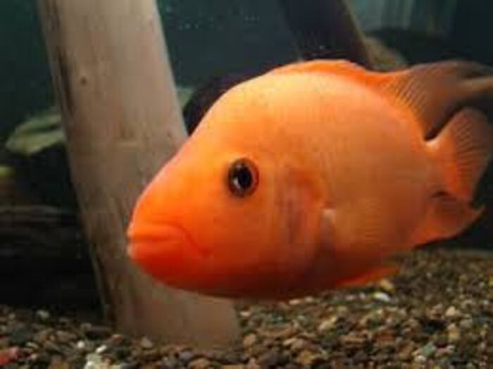 Red Devil 12-14cm