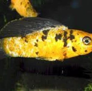 Molinesia Tigre 2-4cm