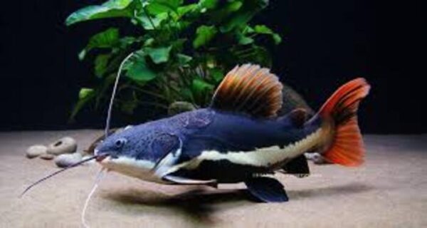 Pirarara 20-25cm