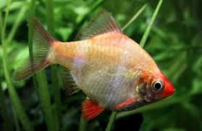 Barbo Sumatra Albino 2-4cm