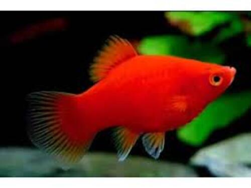 Plati Ruby 2-4cm
