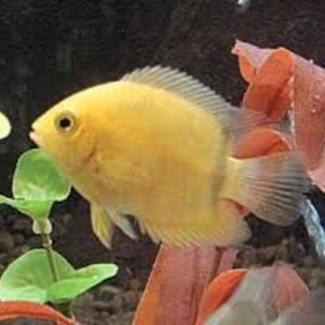 Acara Severum Gold 3-6cm
