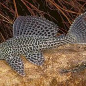 Cascudo Abacaxi 5-8cm