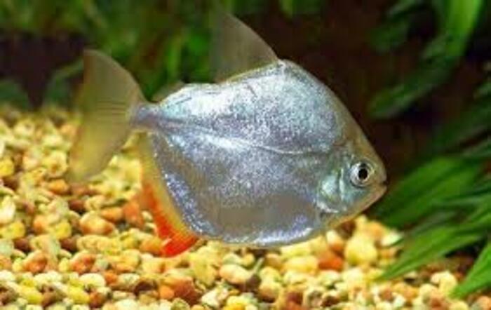 Pacu Prata 3-6cm