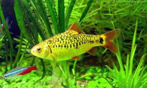 Barbo Gema 2-4cm