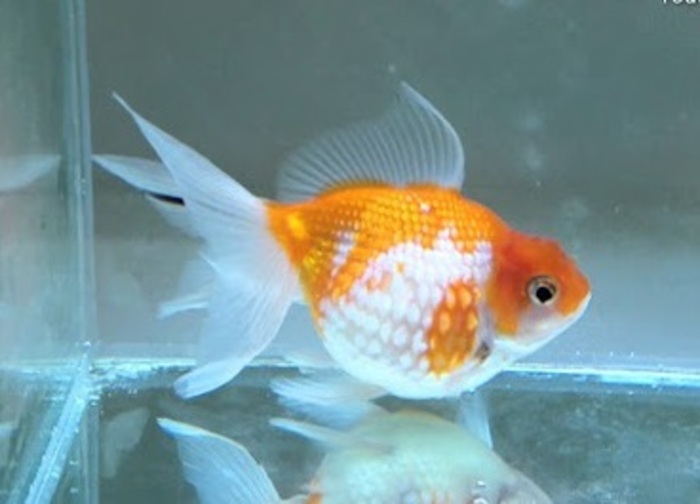 Kinguio Perola