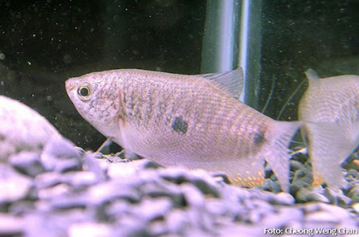 Trcogaster Rosa