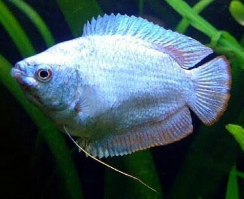 Colisa Azul 2-4cm